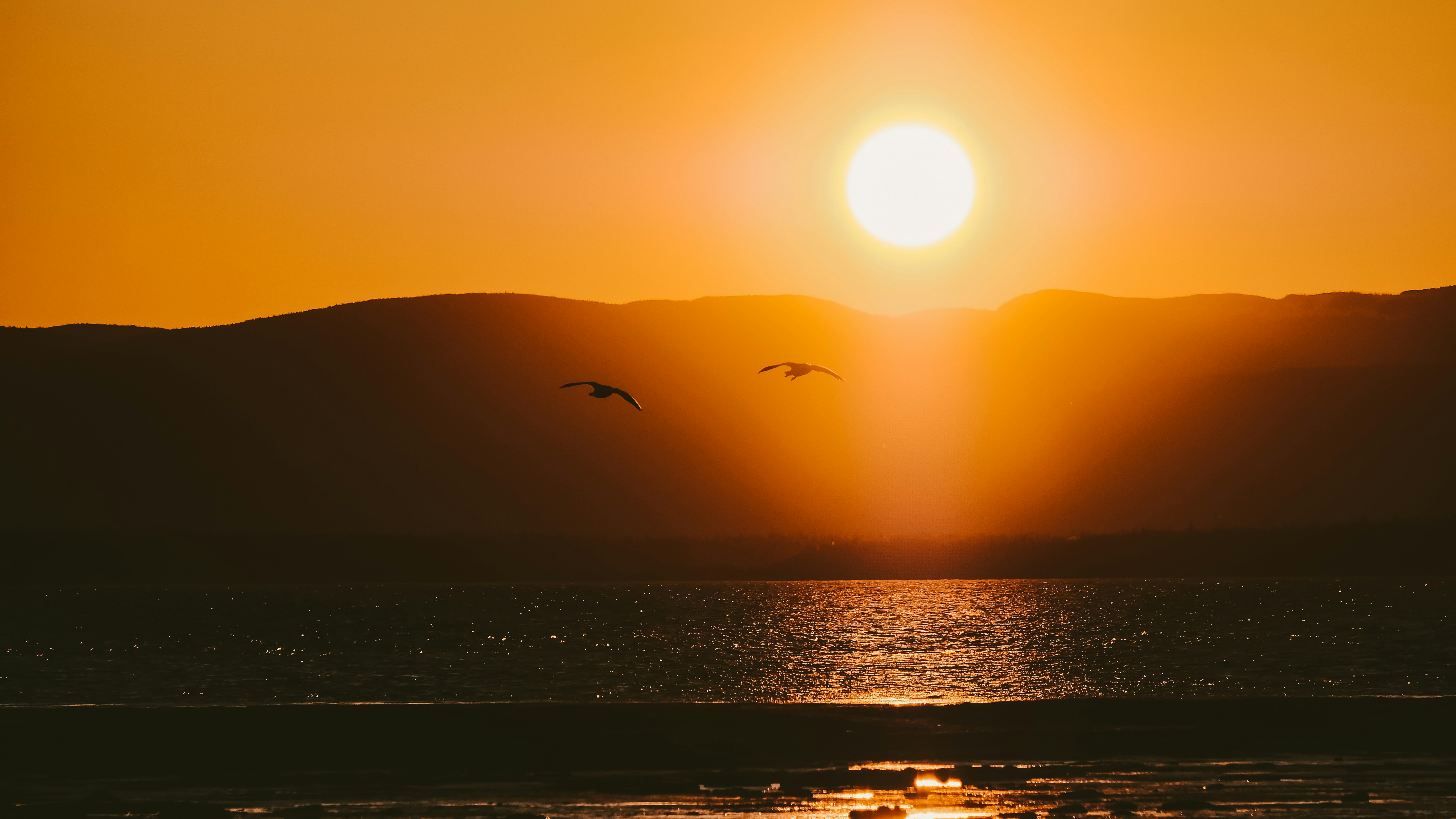 birds flying over the sea during sunset